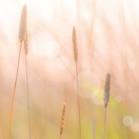 Парфюм за жени Matin Blanc EDP 100 мл. от Yves Rocher