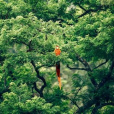 Парфюм за жени Tropicale Tentation EDP 100 мл. от Yves Rocher